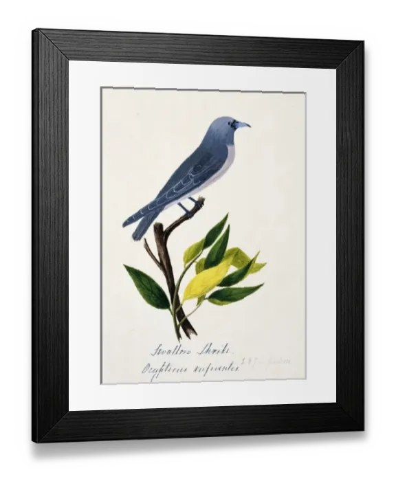 Framed Print : Artamus fuscus, ashy woodswallow Framed Print : Artamus fuscus, ashy woodswallow