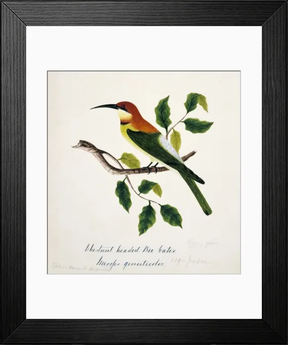 Framed Print : Merops leschenaulti, chestnut-headed bee-eater Framed Print : Merops leschenaulti, chestnut-headed bee-eater