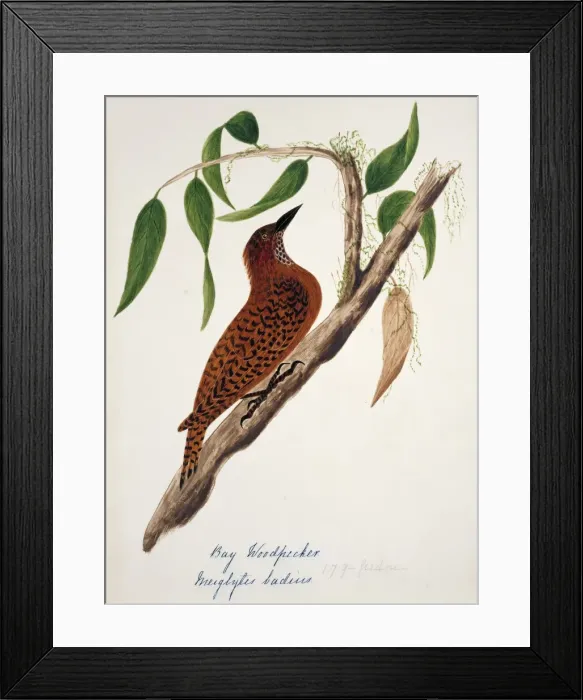Framed Print : Celeus brachyurus, rufous woodpecker Framed Print : Celeus brachyurus, rufous woodpecker