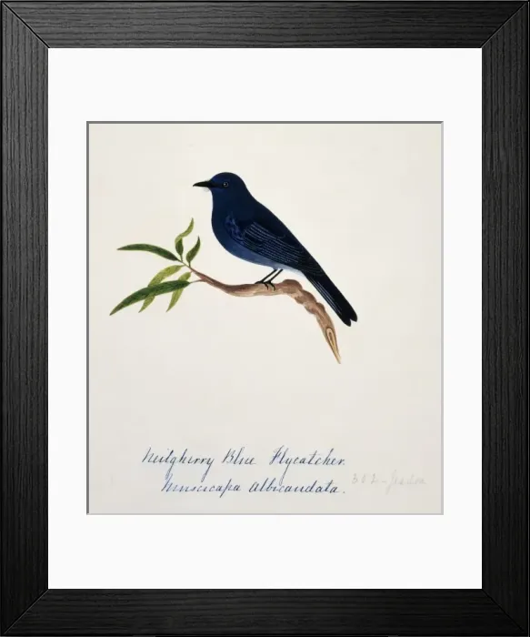Framed Print : Eumyias albicaudata, Nilgiri verditer flycatcher Framed Print : Eumyias albicaudata, Nilgiri verditer flycatcher