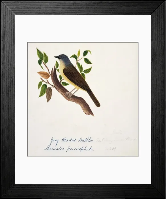 Framed Print : Alcippe poioicephala, brown-cheeked fulvetta Framed Print : Alcippe poioicephala, brown-cheeked fulvetta