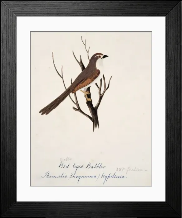 Framed Print : Chrysomma sinense, yellow-eyed babbler Framed Print : Chrysomma sinense, yellow-eyed babbler