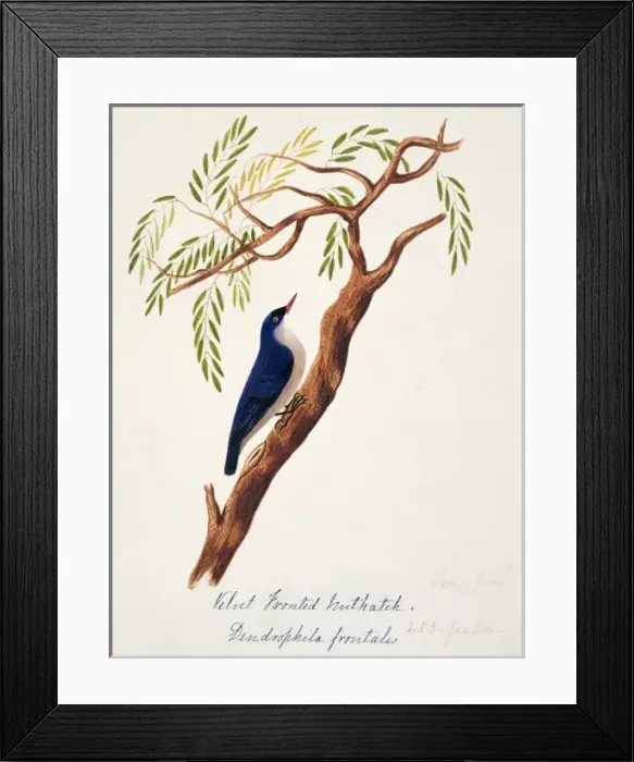 Framed Print : Sitta frontalis, velvet-fronted nuthatch Framed Print : Sitta frontalis, velvet-fronted nuthatch