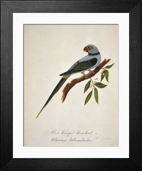 Framed Print : Psittacula columboides, Malabar parakeet Framed Print : Psittacula columboides, Malabar parakeet