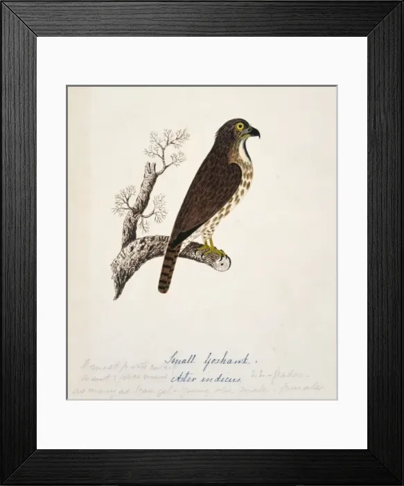 Framed Print : Accipiter trivirgatus, crested goshawk Framed Print : Accipiter trivirgatus, crested goshawk