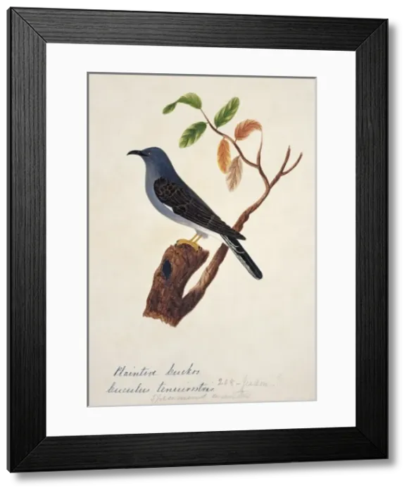 Framed Print : Cacomantis passerinus, grey-bellied cuckoo Framed Print : Cacomantis passerinus, grey-bellied cuckoo