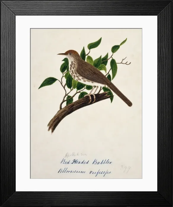 Framed Print : Pellorneum ruficeps, puff-throated babbler Framed Print : Pellorneum ruficeps, puff-throated babbler