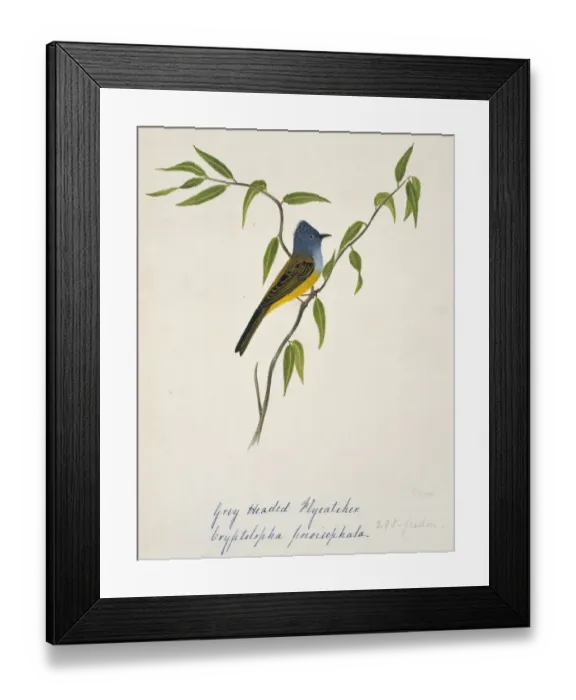 Framed Print : Culicicapa ceylonensis, grey-headed canary-flycatcher Framed Print : Culicicapa ceylonensis, grey-headed canary-flycatcher