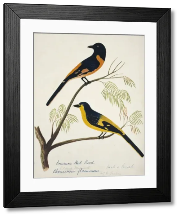 Framed Print : Pericrocotus flammeus, scarlet minivet Framed Print : Pericrocotus flammeus, scarlet minivet