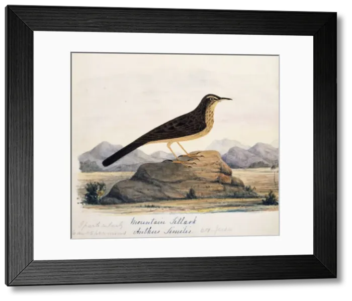 Framed Print : Anthus similis, long-billed pipit Framed Print : Anthus similis, long-billed pipit