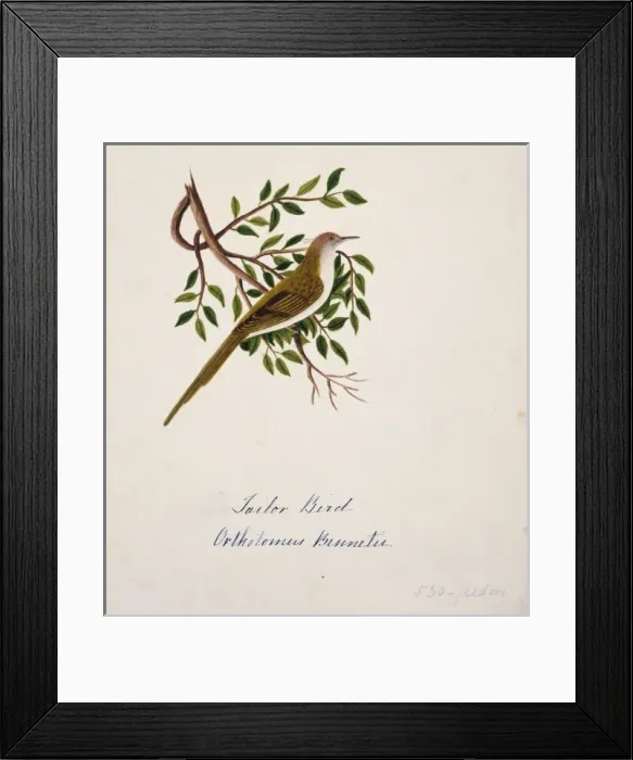 Framed Print : Orthotomus sutorius, common tailorbird Framed Print : Orthotomus sutorius, common tailorbird