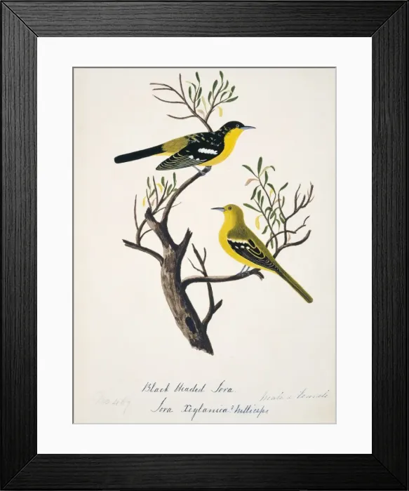 Framed Print : Aegithina tiphia, common iora Framed Print : Aegithina tiphia, common iora