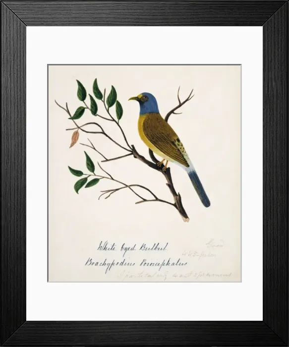Framed Print : Pycnonotus priocephalus, grey-headed bulbul Framed Print : Pycnonotus priocephalus, grey-headed bulbul