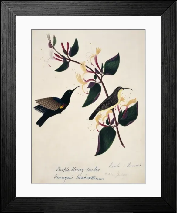 Framed Print : Cinnyris asiatica, purple sunbird Framed Print : Cinnyris asiatica, purple sunbird