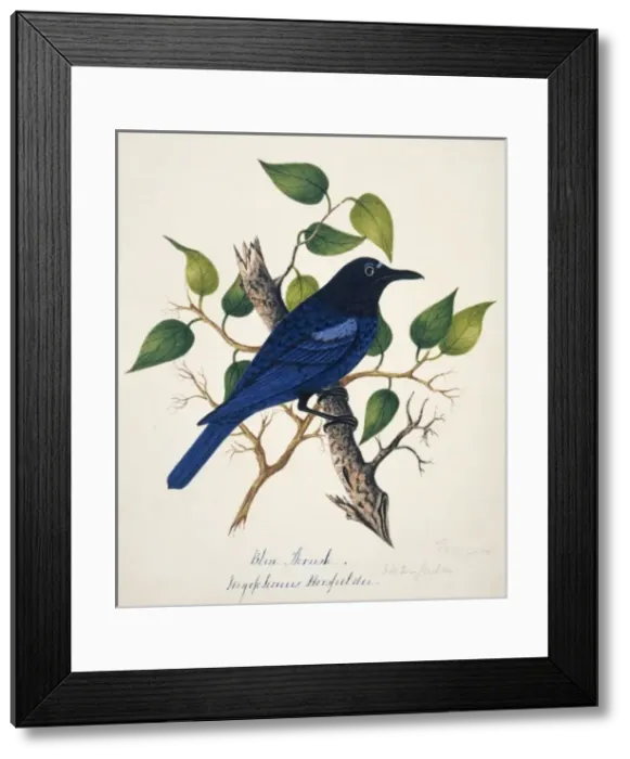 Framed Print : Myophonus horsfieldii, Malabar whistling thrush Framed Print : Myophonus horsfieldii, Malabar whistling thrush