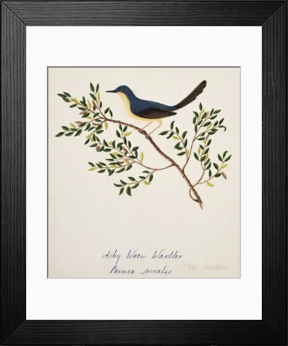 Framed Print : Prinia socialis, ashy prinia Framed Print : Prinia socialis, ashy prinia