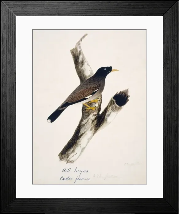Framed Print : Acridotheres fuscus, jungle myna Framed Print : Acridotheres fuscus, jungle myna