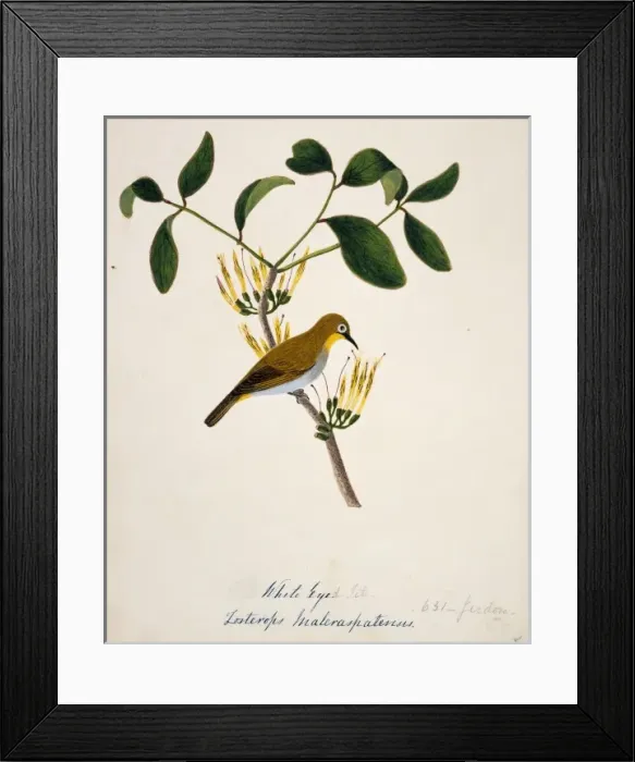Framed Print : Zosterops palpebrosus, oriental white-eye Framed Print : Zosterops palpebrosus, oriental white-eye