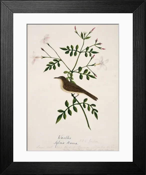 Framed Print : Iduna rama, Sykes warbler Framed Print : Iduna rama, Sykes warbler