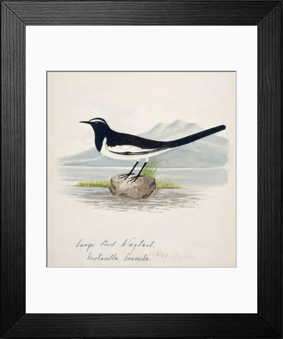Framed Print : Motacilla maderaspatensis, white-browed wagtail Framed Print : Motacilla maderaspatensis, white-browed wagtail