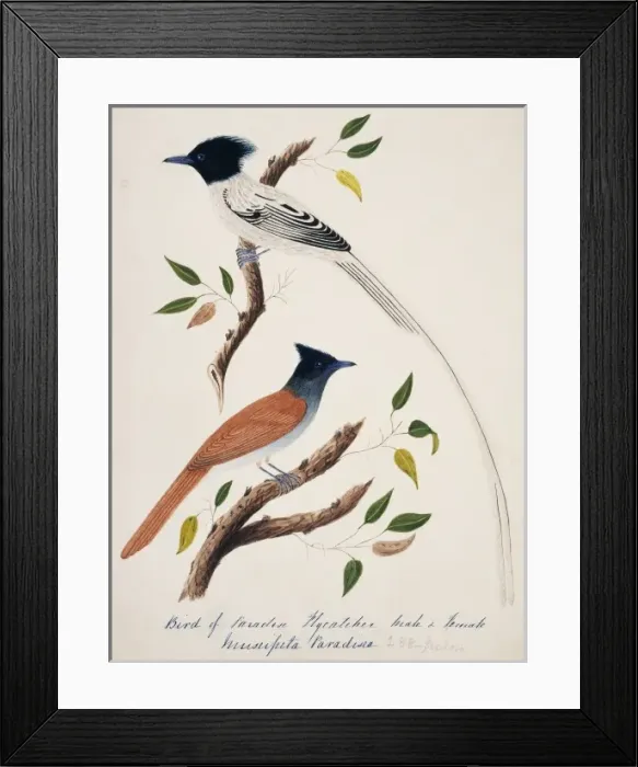 Framed Print : Terpsiphone paradisi, Asian paradise-flycatcher Framed Print : Terpsiphone paradisi, Asian paradise-flycatcher
