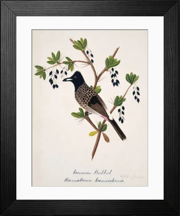 Framed Print : Pycnonotus cafer, red-vented bulbul Framed Print : Pycnonotus cafer, red-vented bulbul