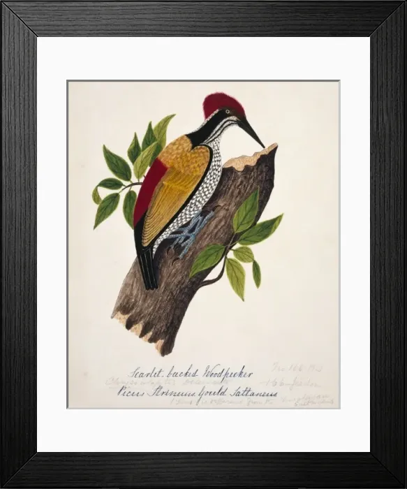 Framed Print : Chrysocolaptes lucidus, greater flame-backed woodpecker Framed Print : Chrysocolaptes lucidus, greater flame-backed woodpecker
