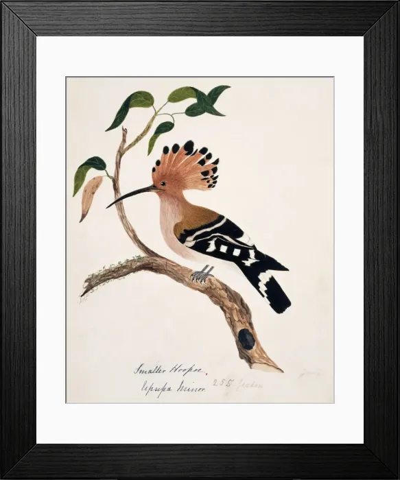 Framed Print : Upupa epops, common hoopoe Framed Print : Upupa epops, common hoopoe