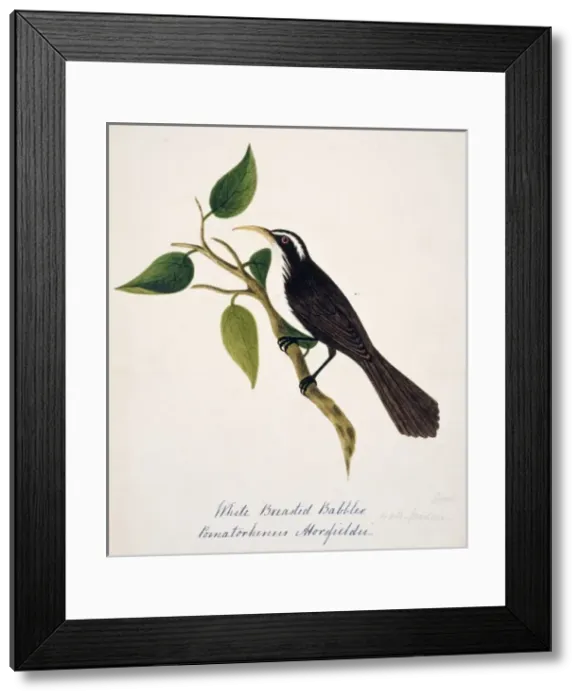 Framed Print : Pomatorhinus horsfieldi, Indian scimitar babbler Framed Print : Pomatorhinus horsfieldi, Indian scimitar babbler
