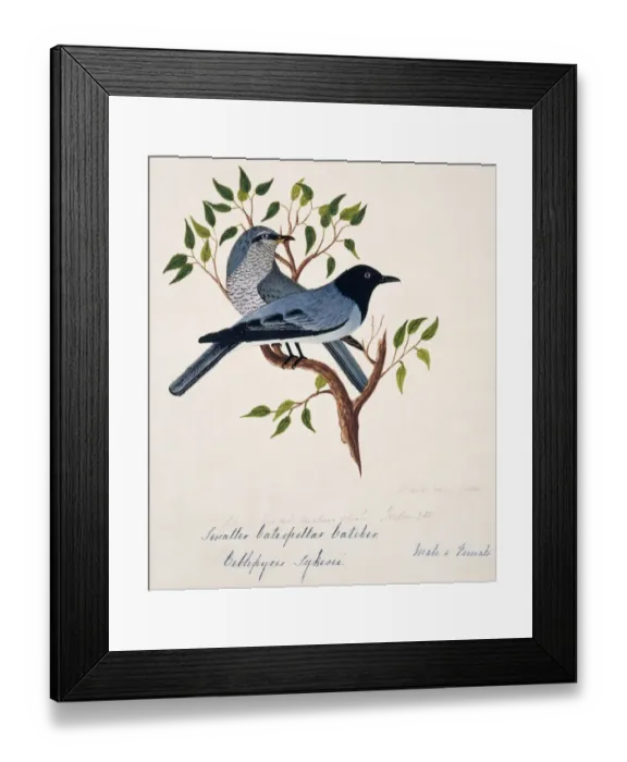 Framed Print : Coracina melanoptera, black-headed cuckoo-shrike Framed Print : Coracina melanoptera, black-headed cuckoo-shrike