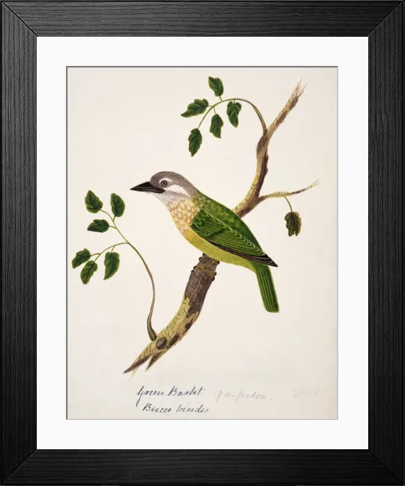 Framed Print : Megalaima viridis, white-cheeked barbet Framed Print : Megalaima viridis, white-cheeked barbet