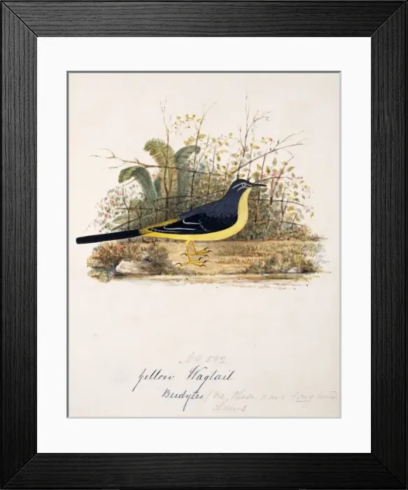 Framed Print : Motacilla cinerea, grey wagtail Framed Print : Motacilla cinerea, grey wagtail