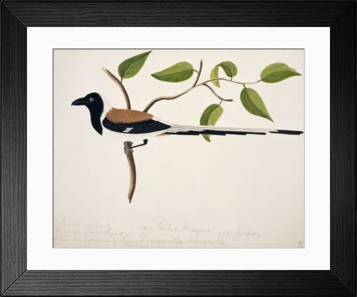 Framed Print : Dendrocitta leucogastra, white-billed treepie Framed Print : Dendrocitta leucogastra, white-billed treepie