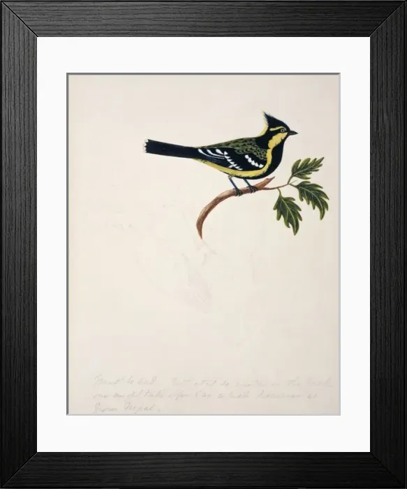 Framed Print : Parus spilonotus, yellow cheeked tit Framed Print : Parus spilonotus, yellow cheeked tit