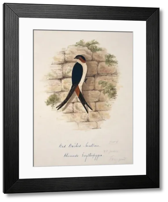 Framed Print : Cecropis daurica, red-rumped swallow Framed Print : Cecropis daurica, red-rumped swallow