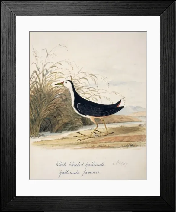 Framed Print : Amaurornis phoenicurus, white-breasted waterhen Framed Print : Amaurornis phoenicurus, white-breasted waterhen