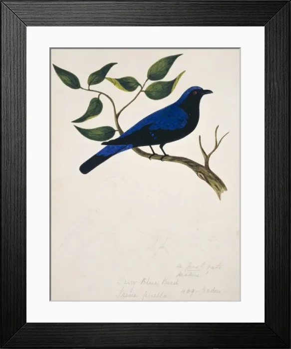 Framed Print : Irena puella, Asian fairy bluebird Framed Print : Irena puella, Asian fairy bluebird