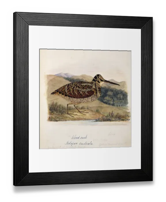 Framed Print : Scolopax rusticola, Eurasian woodcock Framed Print : Scolopax rusticola, Eurasian woodcock