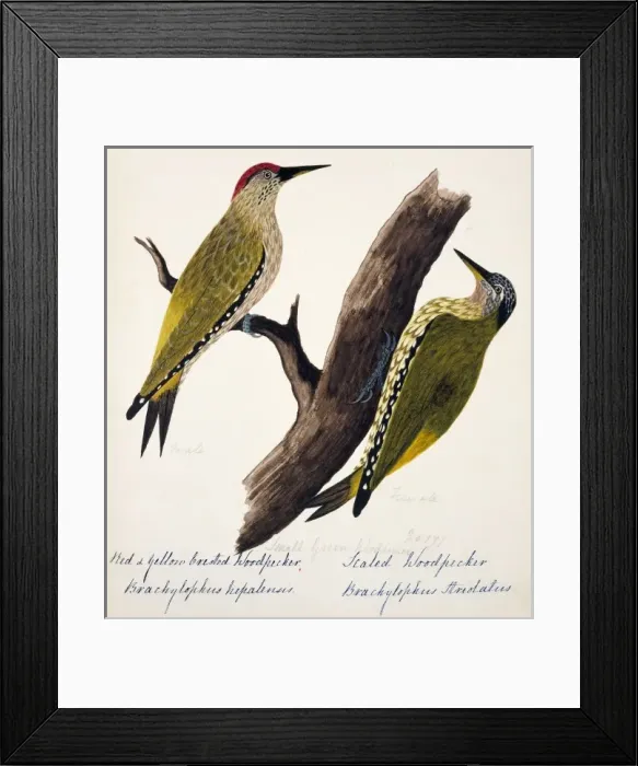 Framed Print : Picus xanthopygaeus, Picus squamatus Framed Print : Picus xanthopygaeus, Picus squamatus