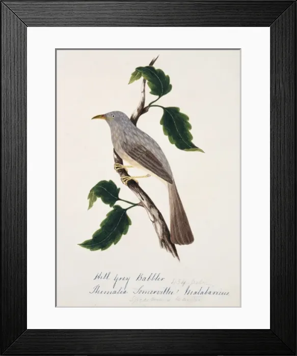 Framed Print : Turdoides striatus malabaricus, jungle babbler Framed Print : Turdoides striatus malabaricus, jungle babbler