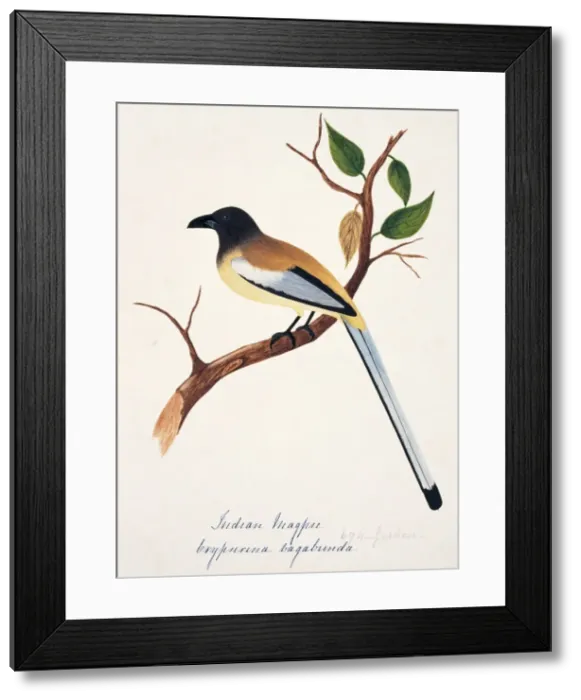 Framed Print : Dendrocitta vagabunda, rufous treepie Framed Print : Dendrocitta vagabunda, rufous treepie