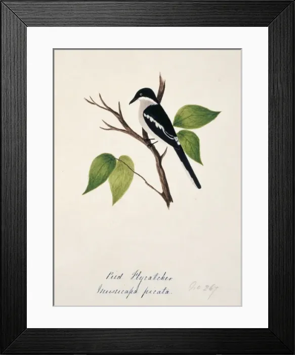 Framed Print : Hemipus picatus, bar-winged flycatcher-shrike
