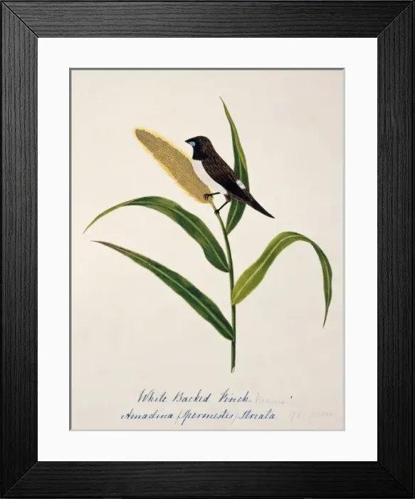 Framed Print : Lonchura striata, white-rumped munia Framed Print : Lonchura striata, white-rumped munia