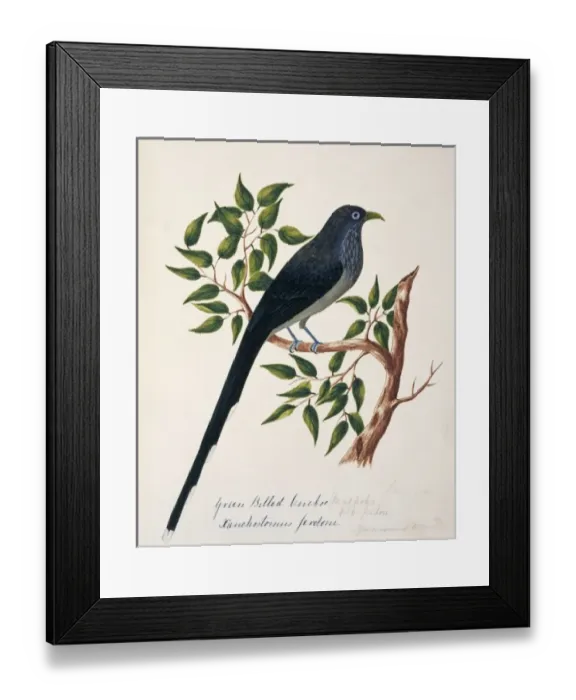 Framed Print : Rhopodytes viridirostris, blue-faced malkoha Framed Print : Rhopodytes viridirostris, blue-faced malkoha
