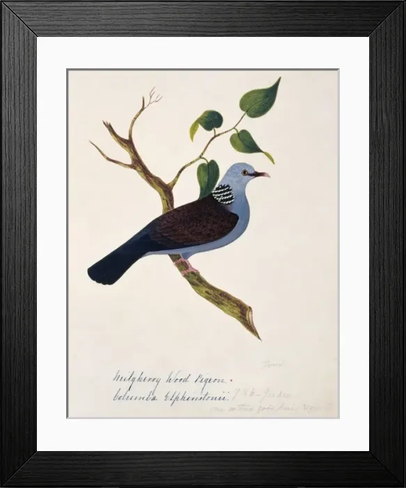 Framed Print : Columba elphinstonii, Nilgiri woodpigeon Framed Print : Columba elphinstonii, Nilgiri woodpigeon