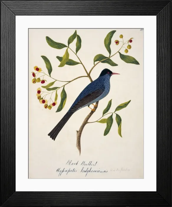Framed Print : Hypsipetes leucocephalus, black bulbul Framed Print : Hypsipetes leucocephalus, black bulbul