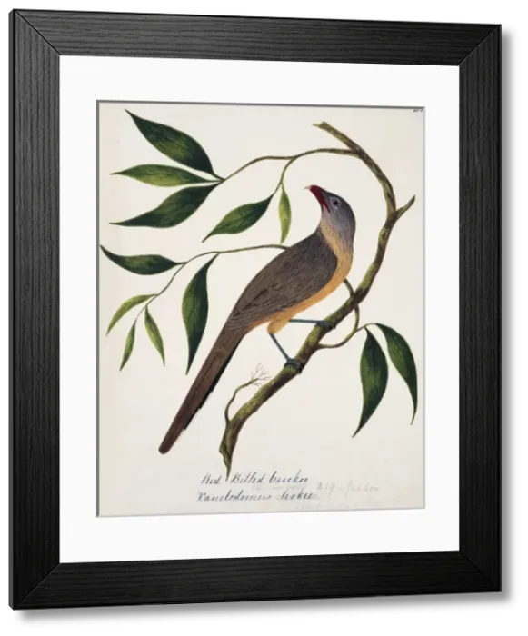 Framed Print : Taccocua leschenaultii, sirkeer malkoha Framed Print : Taccocua leschenaultii, sirkeer malkoha
