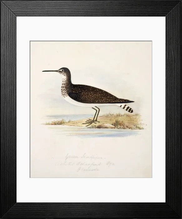 Framed Print : Tringa ochropus, green sandpiper Framed Print : Tringa ochropus, green sandpiper
