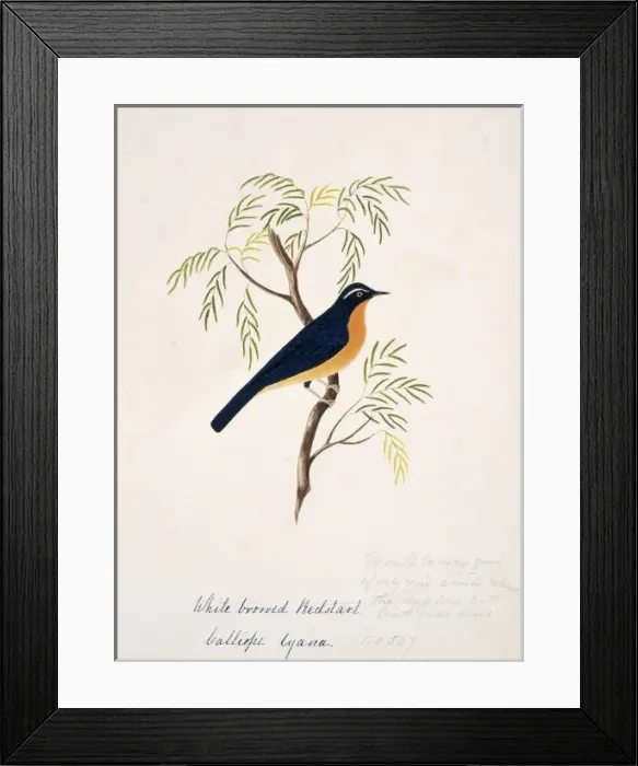 Framed Print : Tarsiger indicus, white-browed scrub-robin Framed Print : Tarsiger indicus, white-browed scrub-robin