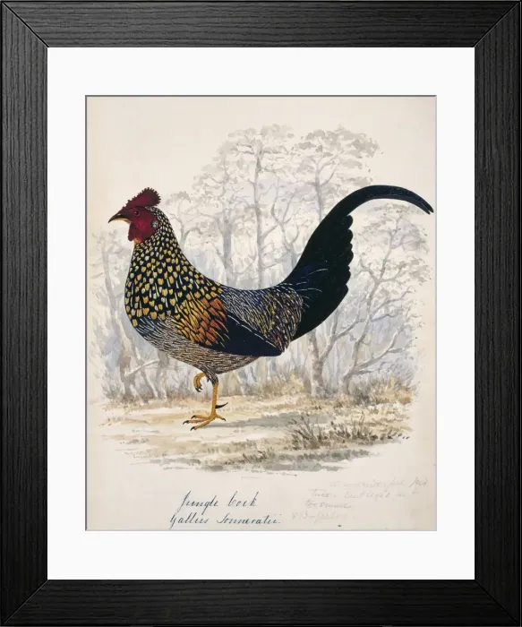 Framed Print : Gallus sonneratii, grey junglefowl Framed Print : Gallus sonneratii, grey junglefowl